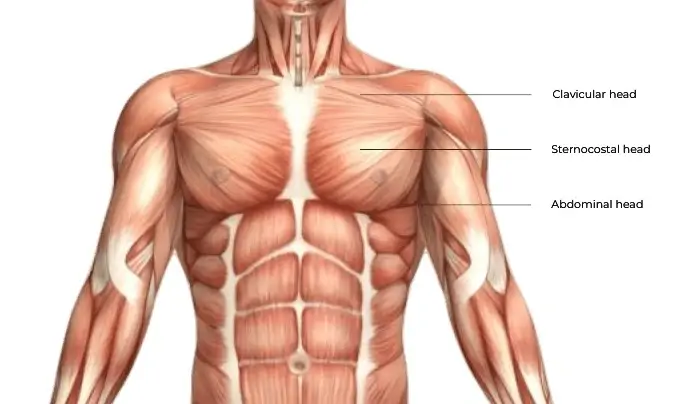 Lower chest workout: Chest Muscles